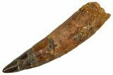 Bargain, Real Fossil Spinosaurus Tooth - Composite Tooth #346926-1